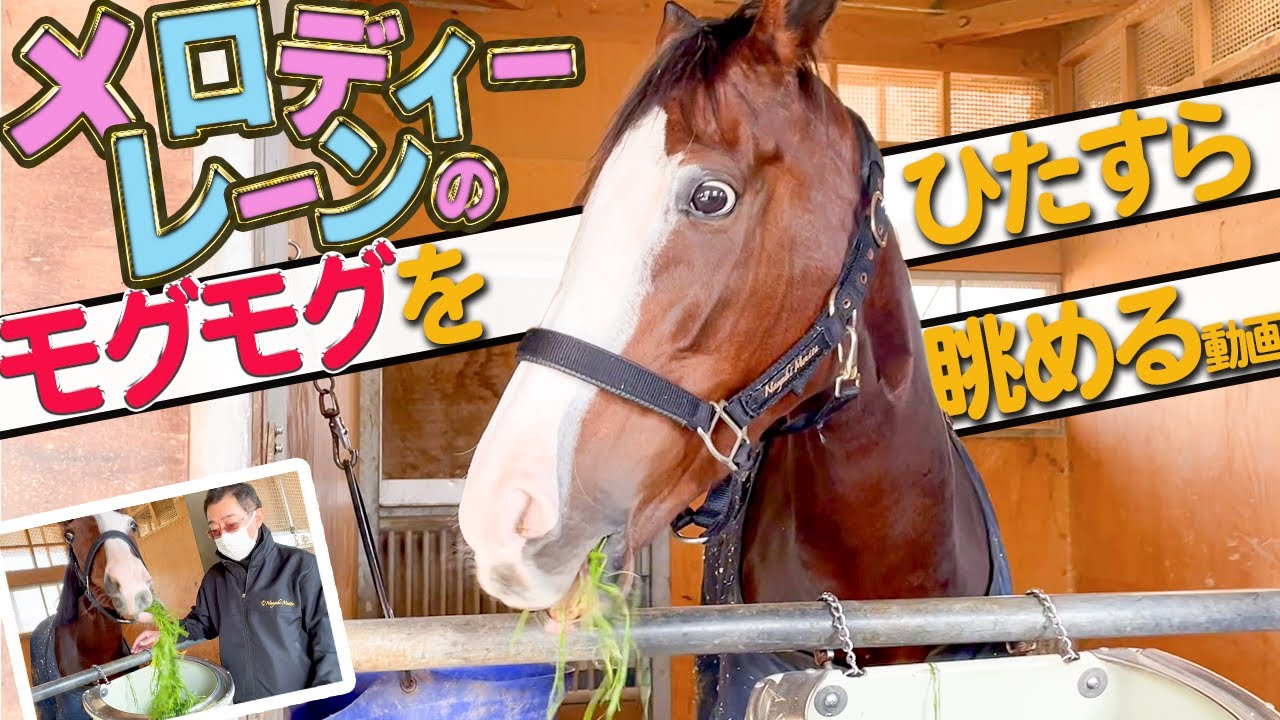 現役引退｜ありがとう！【ちいさくてもがんばる】メロディーレーンのモグモグタイムに密着