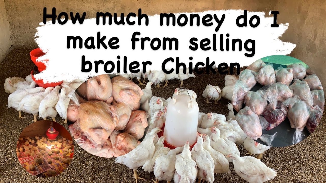 Making Money From Selling Broiler Chicken in South Africa | How to Profit in Poultry Farming 2025