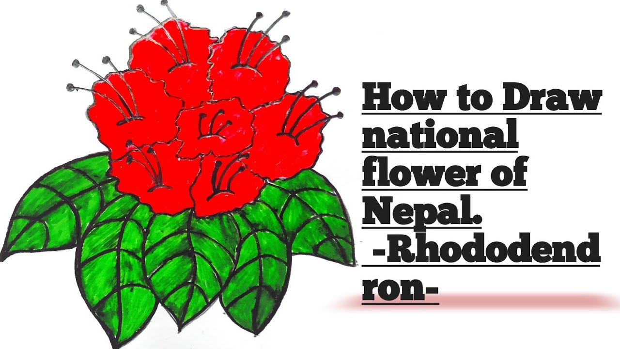 How to Draw a Rhododendron Flower (Step by Step) 