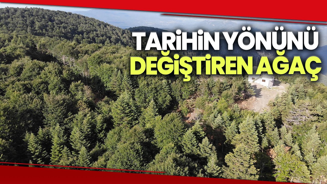 İstanbul’un Fethinde Büyük Rol Oynayan Ağaç: Kazdağı Göknarı