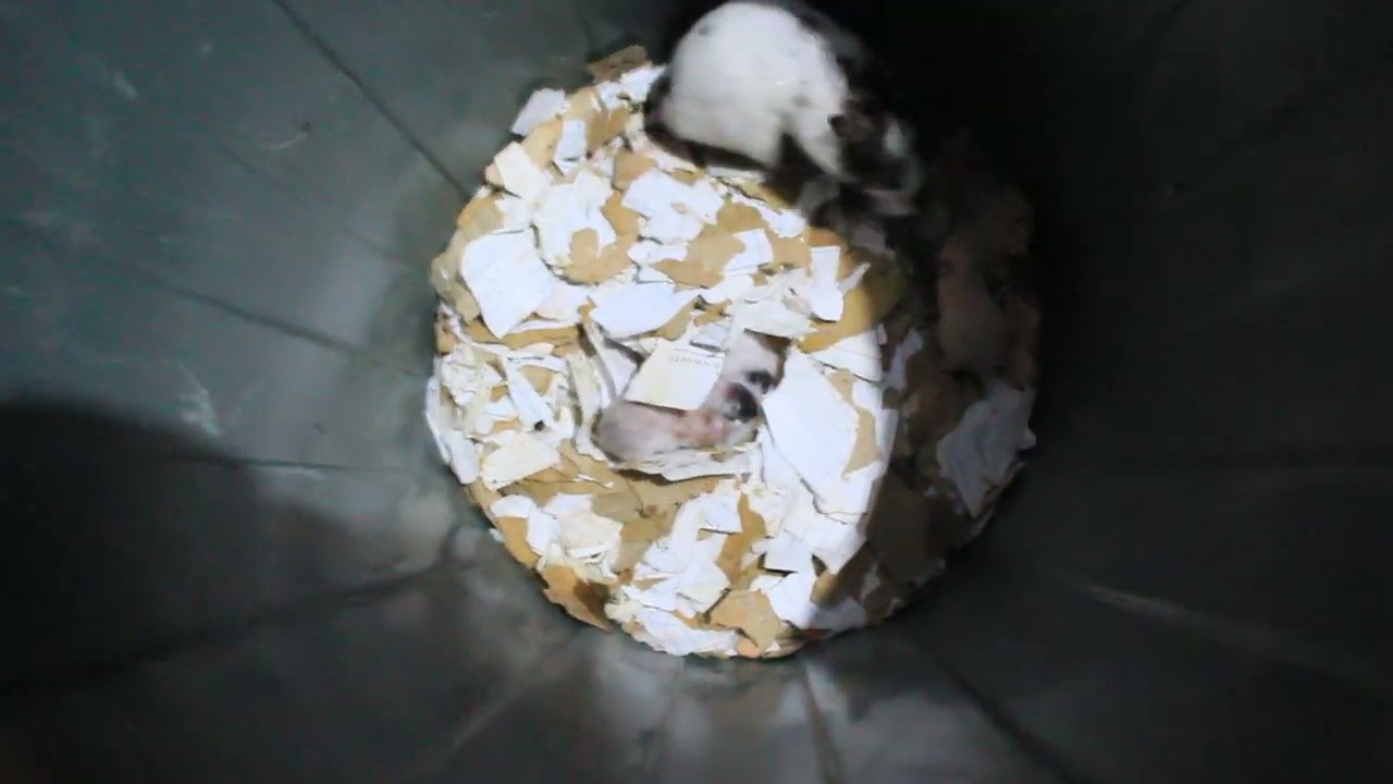 ANAK HAMSTER SAYA UDAH 2 MINGGU GUYS!! #hamsterkombat #hamster #viral #sorotan