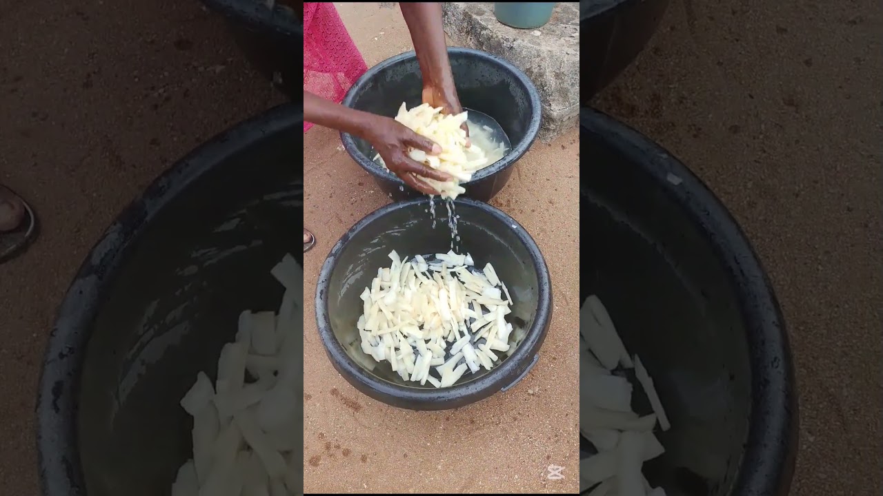Harvesting fresh cassava, processing it carefully  into abacha made perfectly for coconut enjoyment