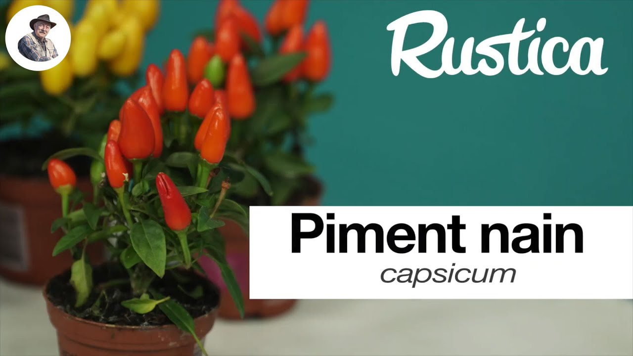 Le piment nain d'ornement (Capsicum)