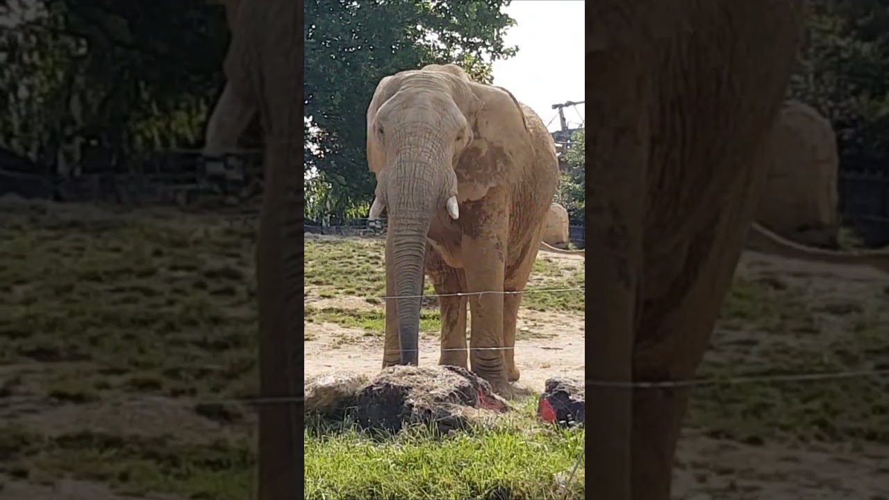 Ton voisin barrit tel un &eacute;l&eacute;phant