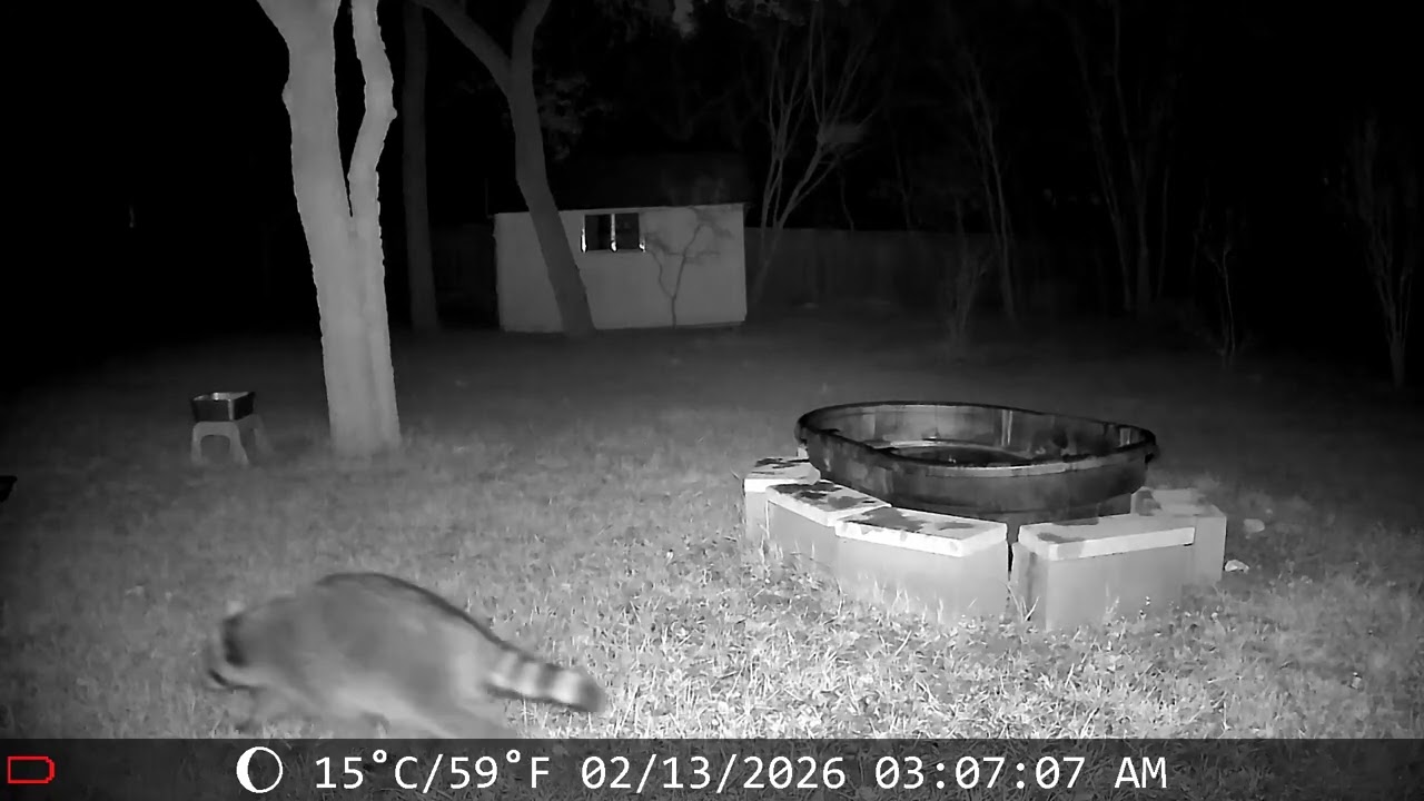 Raccoons night out