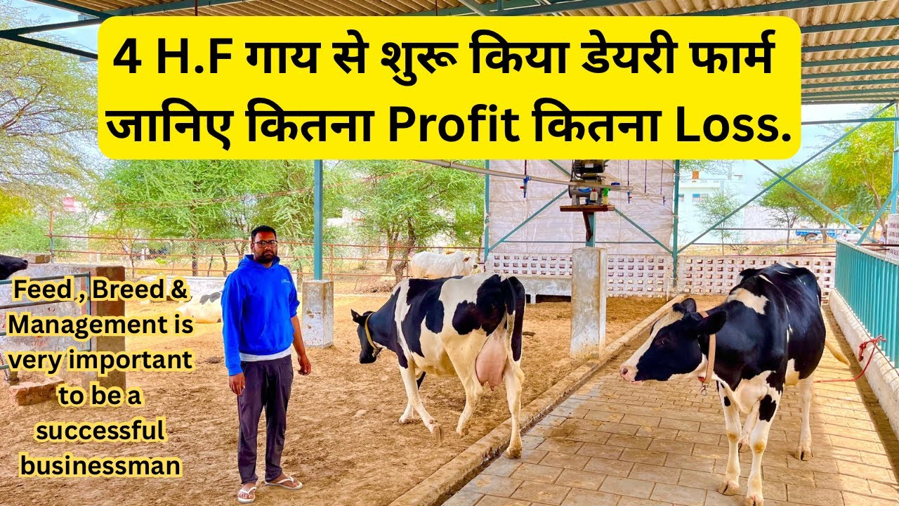 Feed ; Breed and Management बोहोत ह जरूरी Full Detail video:- Profit & Loss.HF Breed Farm. #breeding