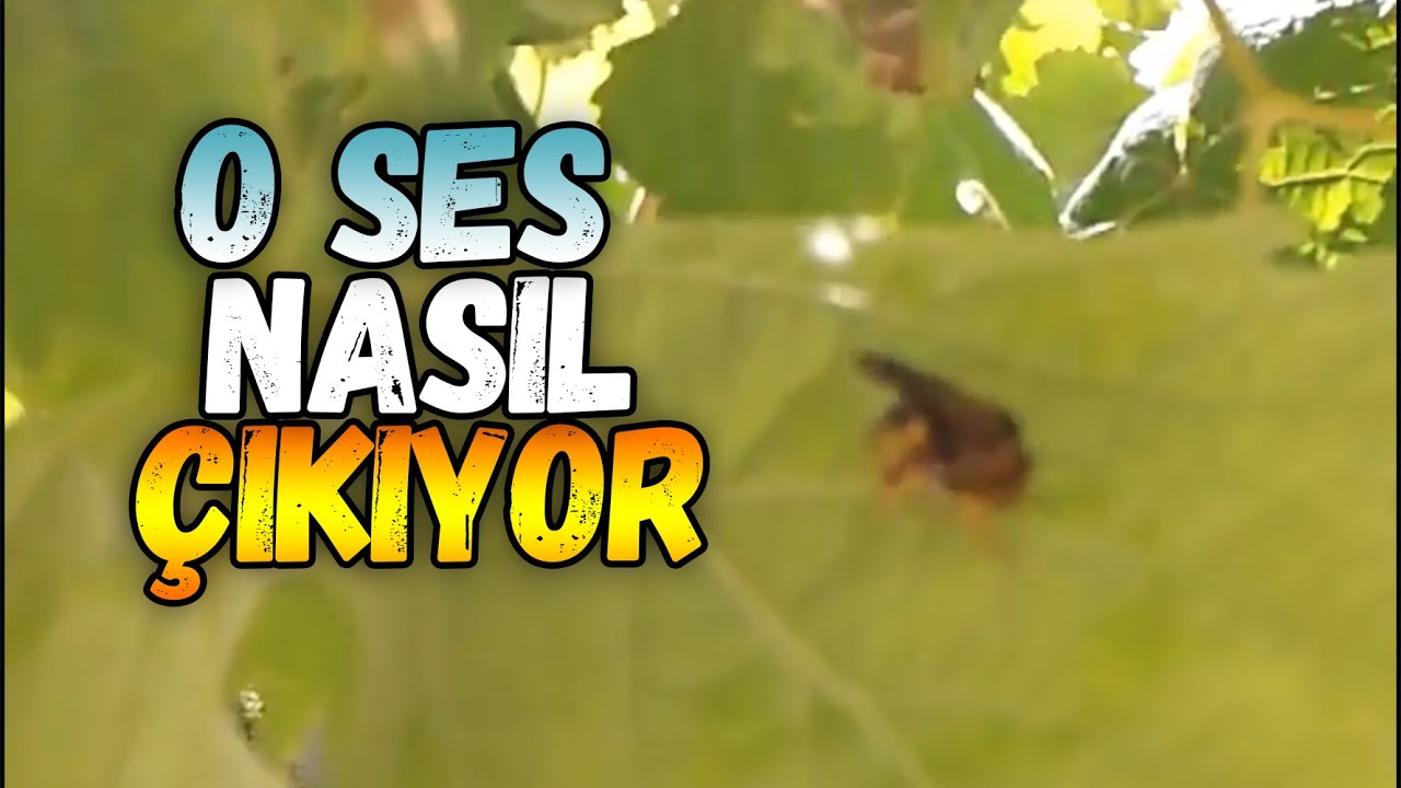 Yaprak Haşeresi Arı   | Bitki M&uuml;hendisi