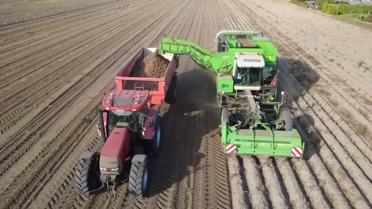 Aardappels rooien met de AVR puma+ bunker rooier harvest 2025