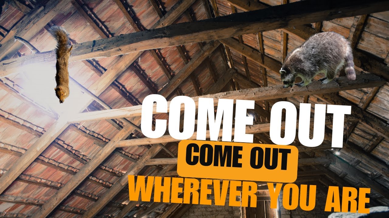 🐾 One-Way Door: Humane & Effective Wildlife Removal Explained 🏠