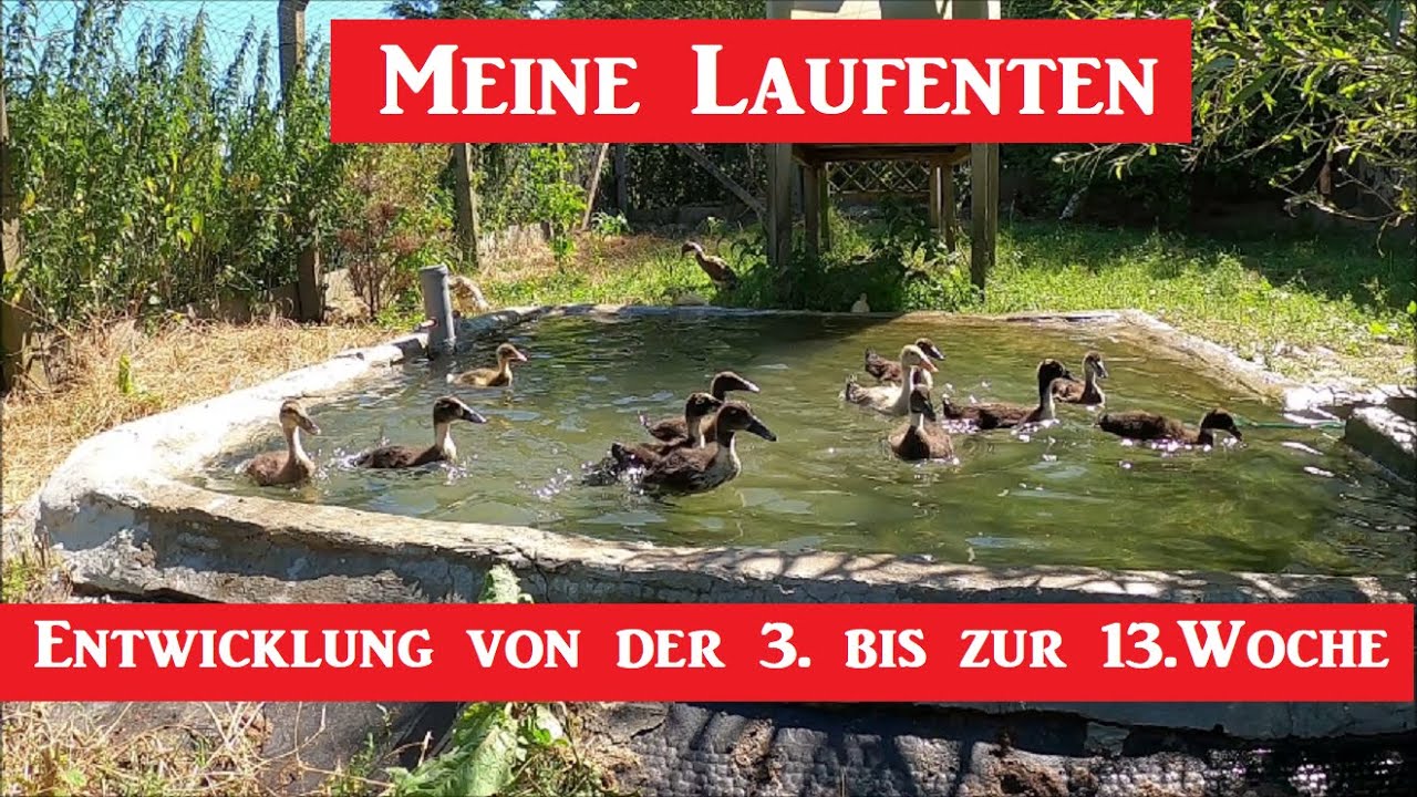 Meine Laufenten ! Entwicklung von Woche drei bis Woche 13 !
