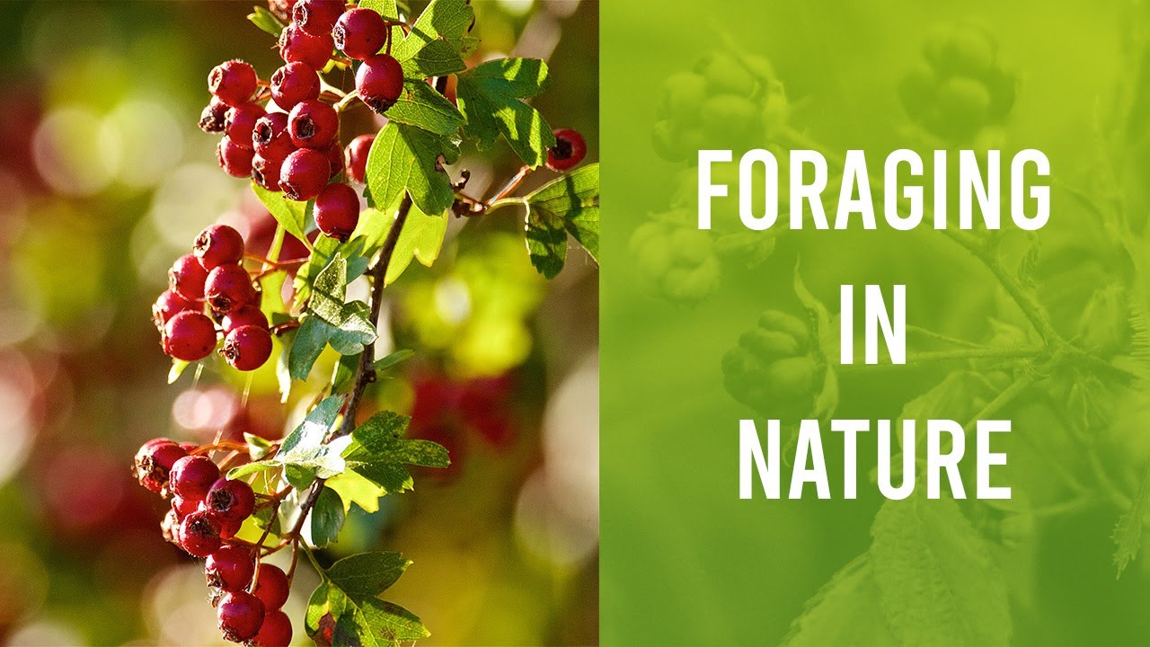 Foraging (Wildcrafting) and making Hawthorn fruit leathers