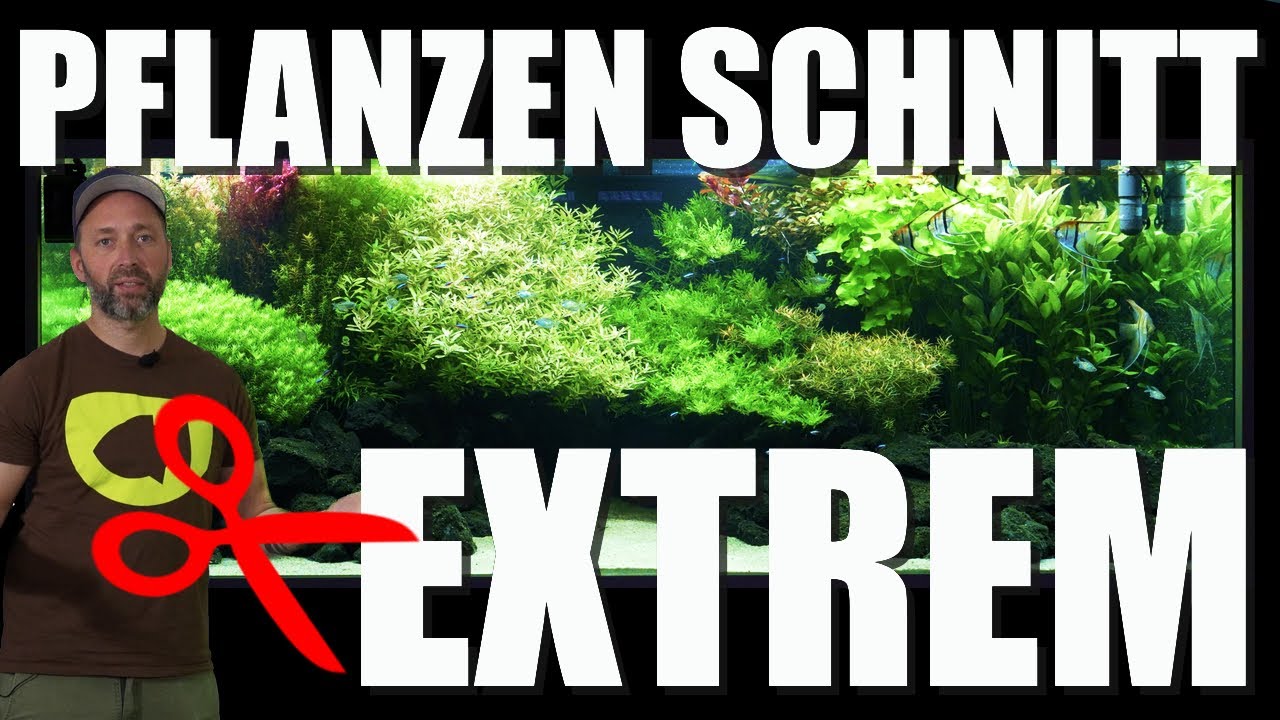 Pflanzenschnitt Extrem! Uwes 2750 Liter Aquarium Update + Entwicklung
