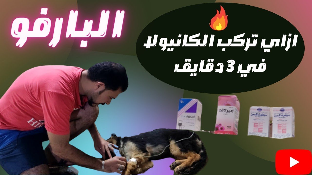 البارفو يقتحم مكاني واول يوم لفاير وكيفيه تركيب الكانولا والعلاج المستخدم