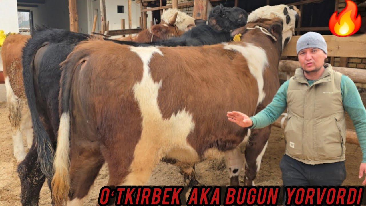 MANA SIZGA NARH AYTISH OʻTKIRBEK AKA NARHLARNI TUSHIRIB YUBORDI 🔥✅️