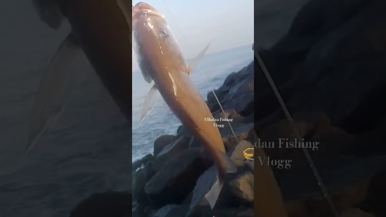 ചാളയിൽ അടിച്ചാ പല്ലിമീൻ