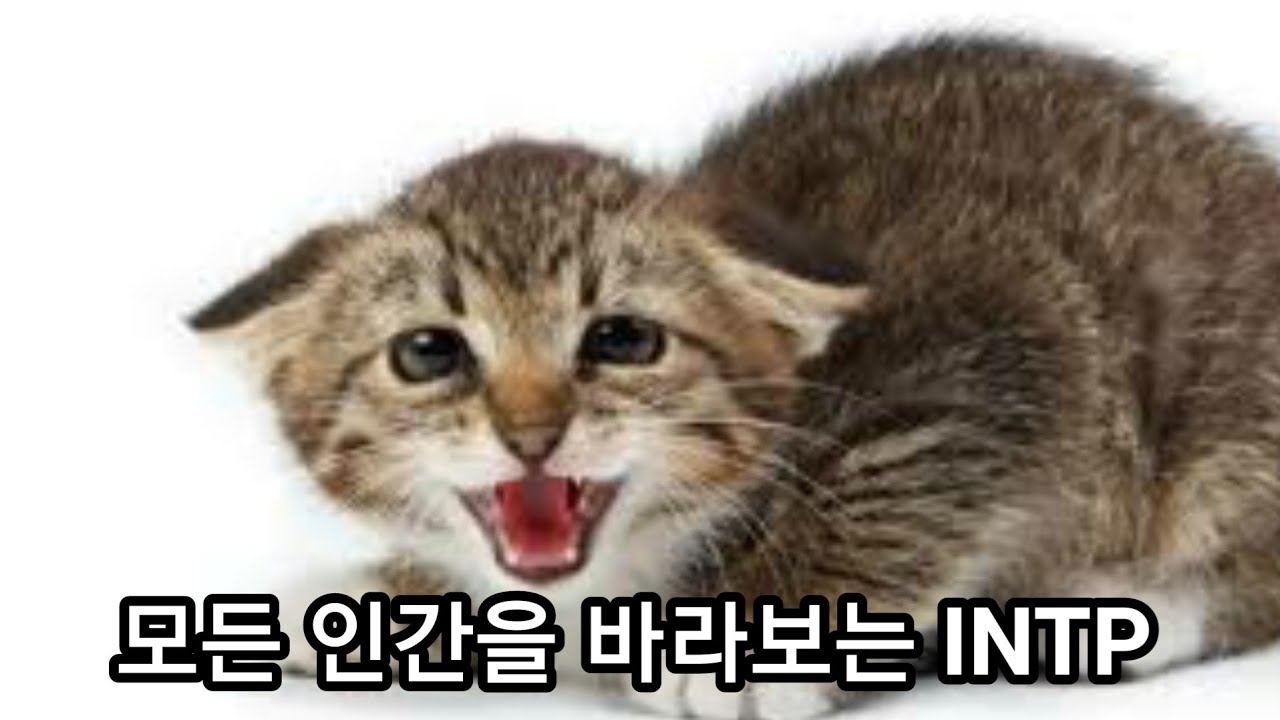 INTP 사용설명서40. 인간불신의 이유