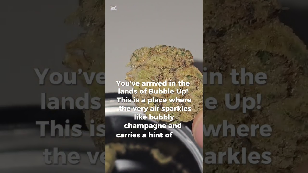 Astrainwasborn BUBBLE UP 27% THC