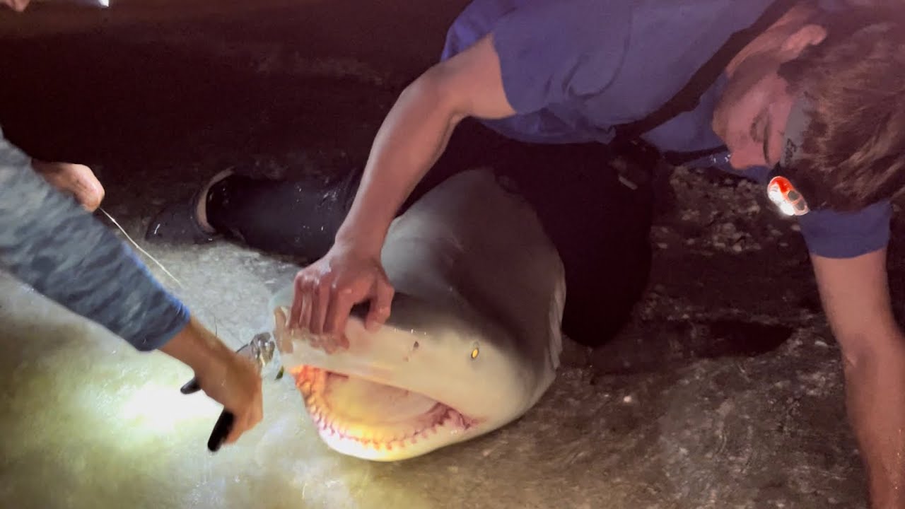 Множество ОГРОМНЫХ акул ловят рыбу на острове Санибел!