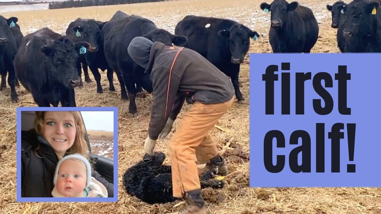 Calf Born in EXTREME Cold - Will it Survive?