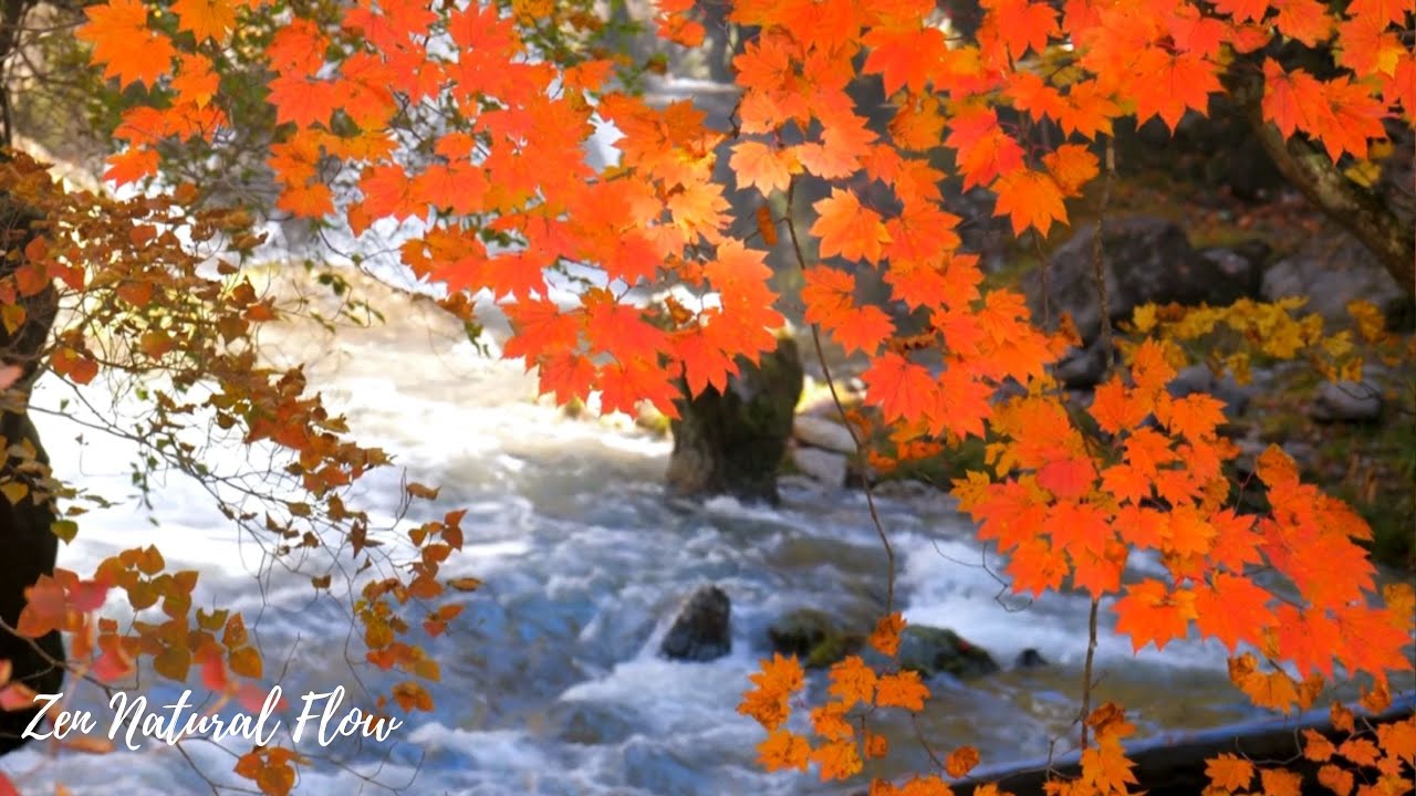 Autumn Stream & Soft Birdsong | Peaceful Piano Music for Deep Relaxation