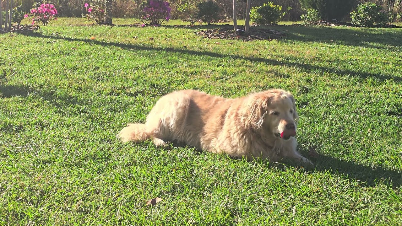 Watch While Having Your Coffee/Tea ~ Good Morning at the Yellow Dog Ranch