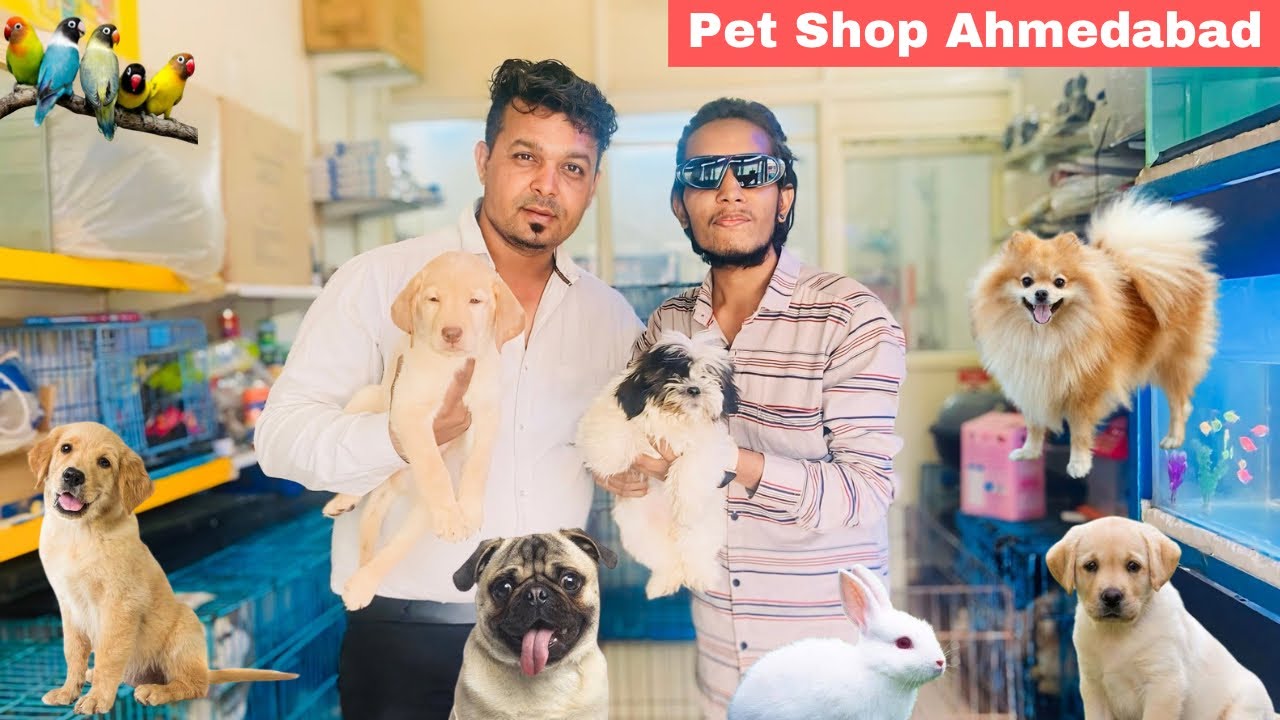 Best Dog Shop In Ahmedabad | Cheapest Price Love Bird, Puppies, Fish, Labrador 🐶