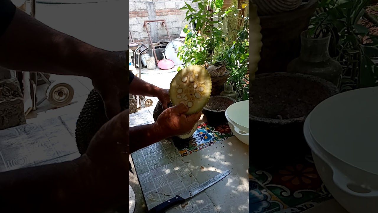 Como saber cuando cortar una yaka