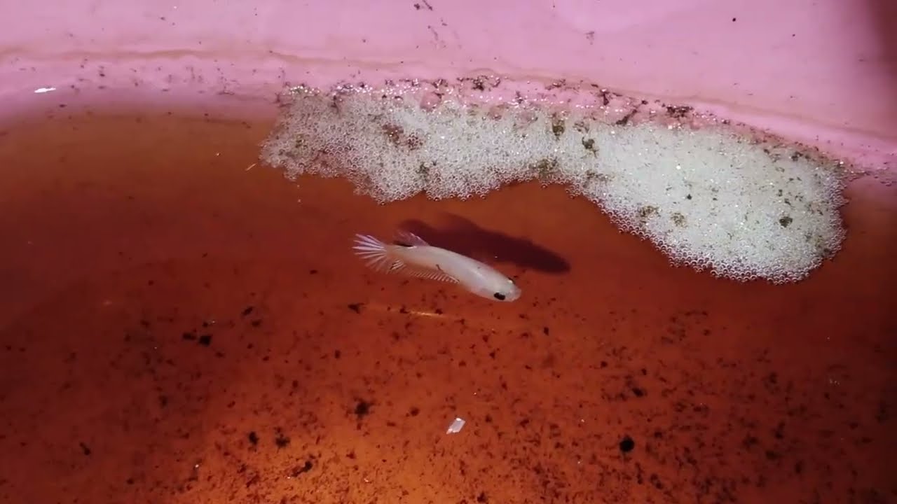 Betta Barracks Breeding Update
