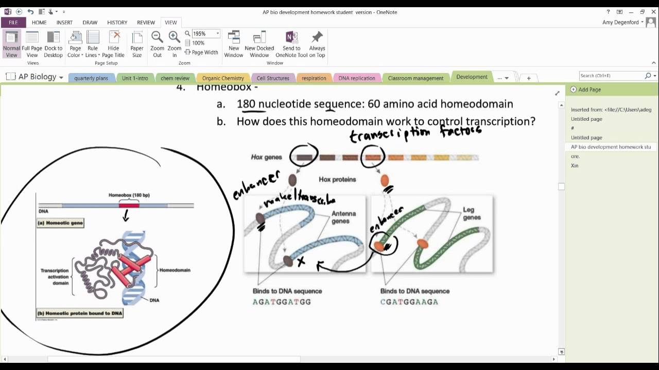 Embryonic Development : Hox Genes