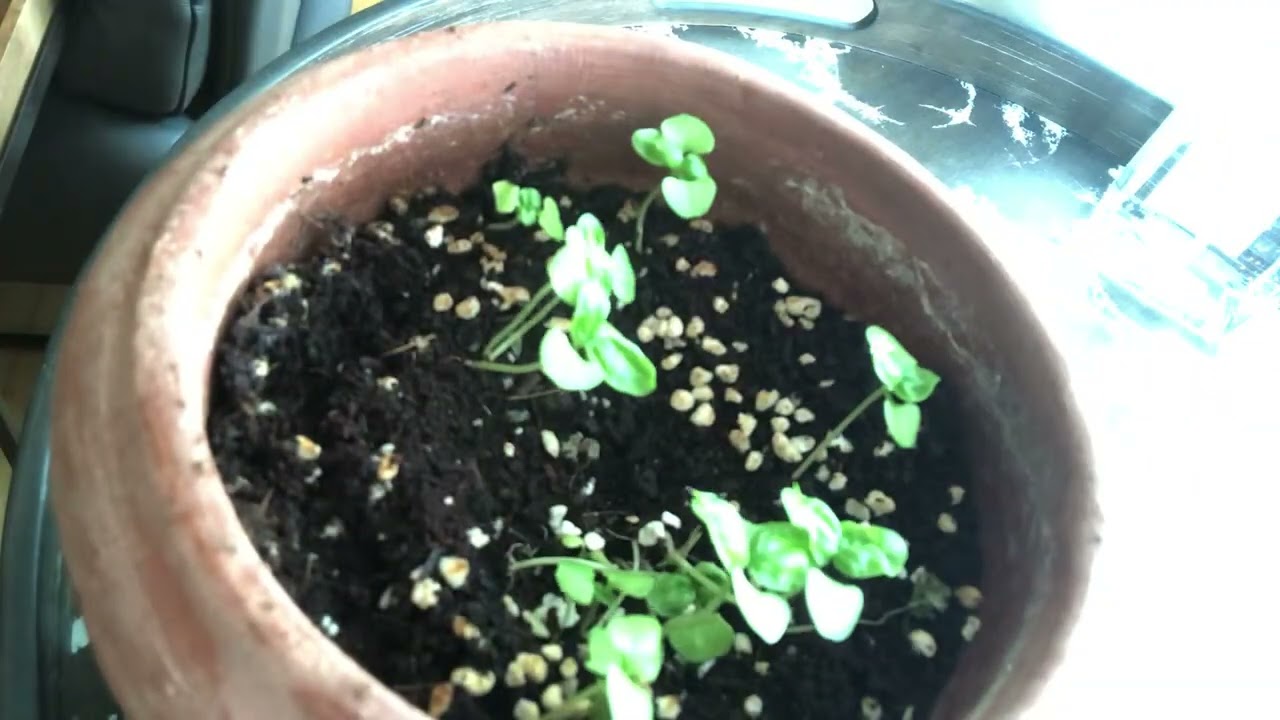Growing Sunflower 2