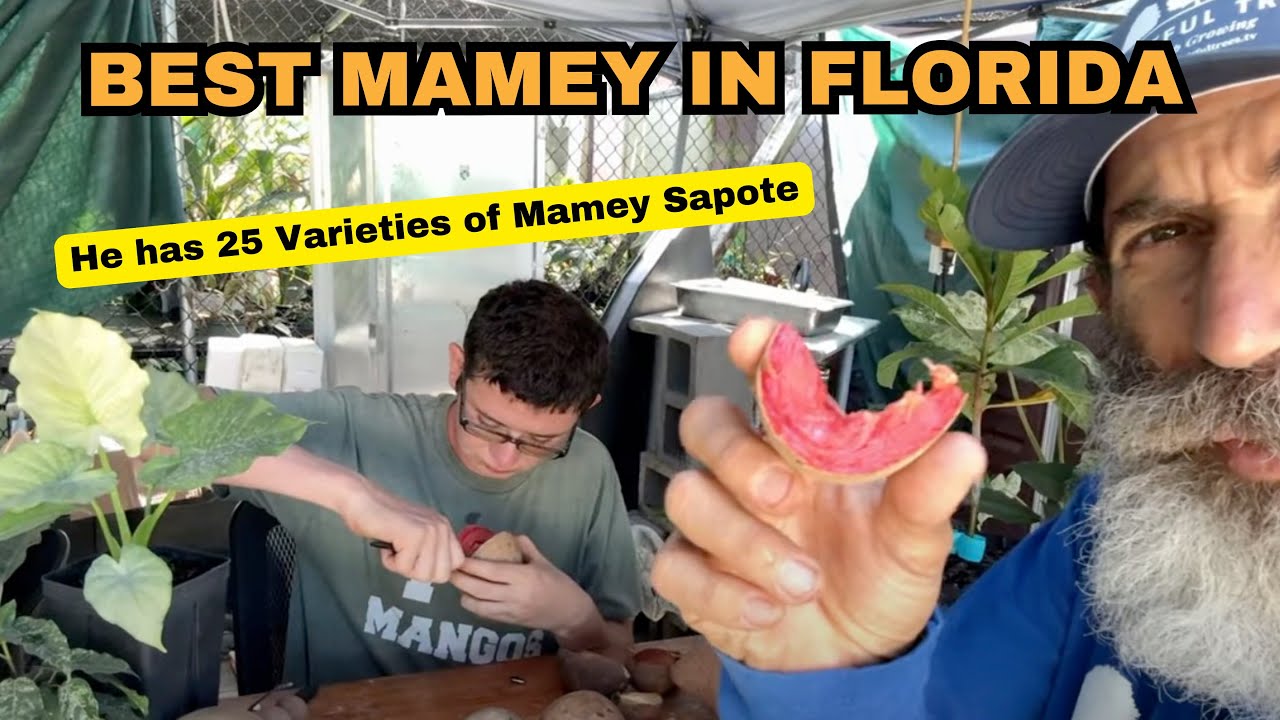 25 Types of Mamey Sapote at This South Florida Nursery!