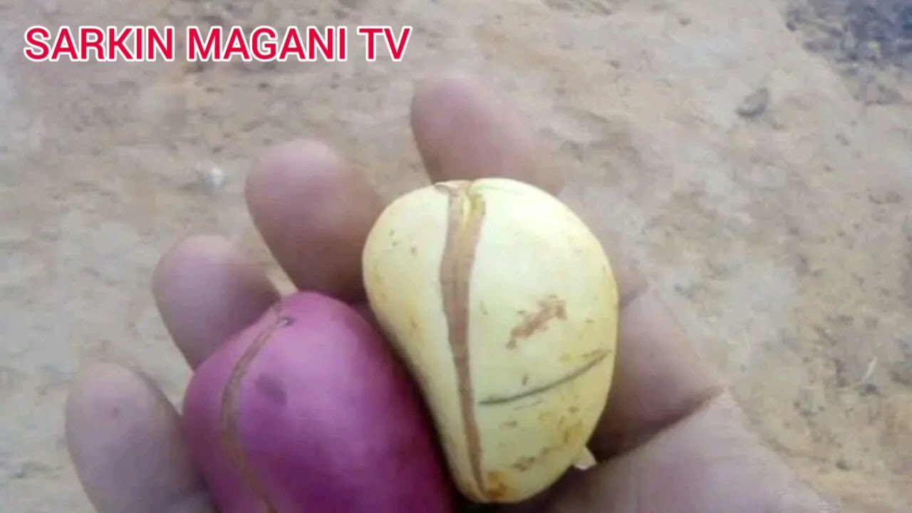 babban sirrin farin jini da ake haɗawa da goron daurin aure
