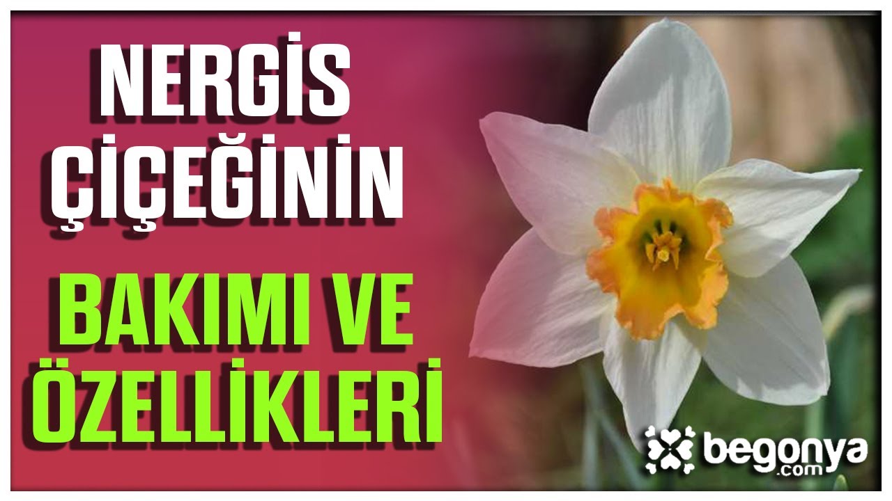 Nergis Çiçeği Bakımı ve Özellikleri