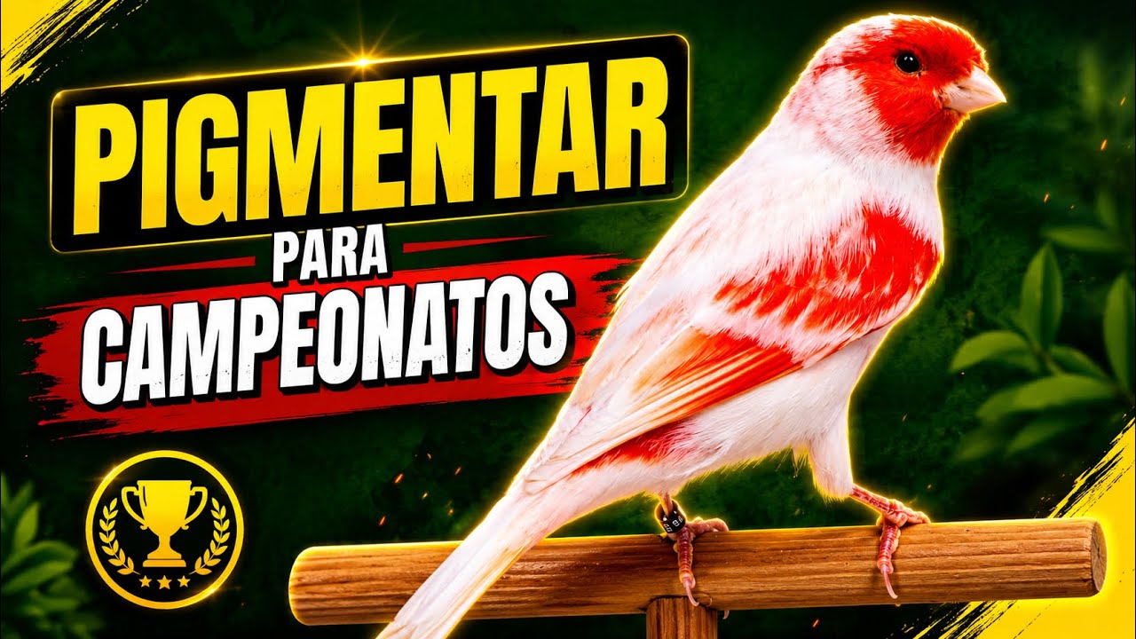 Como PIGMENTAR VERMELHOS E AMARELOS para CAMPEONATOS com Paulo Löf