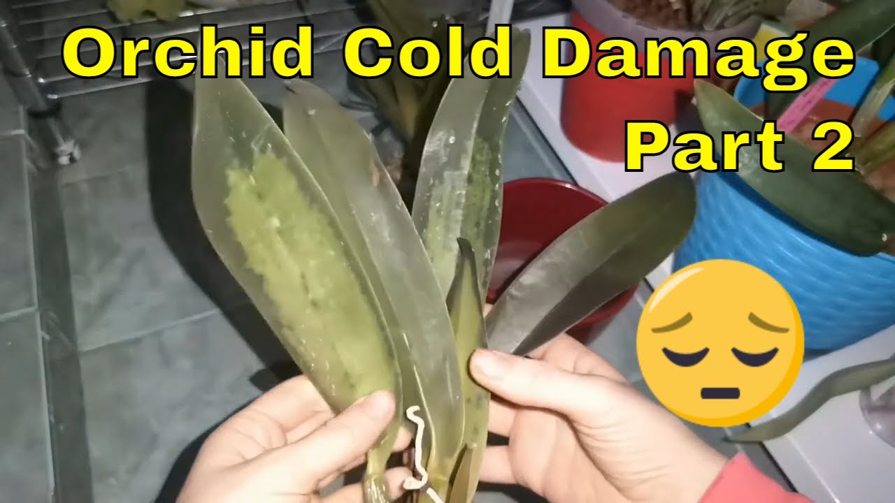 How to deal with orchid cold damage - Part 2