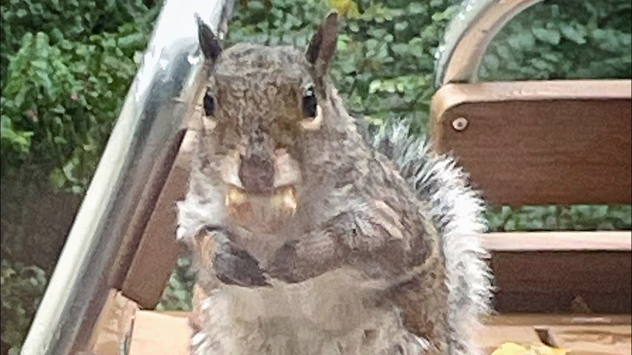 Squirrel eating Sweet Chestnut