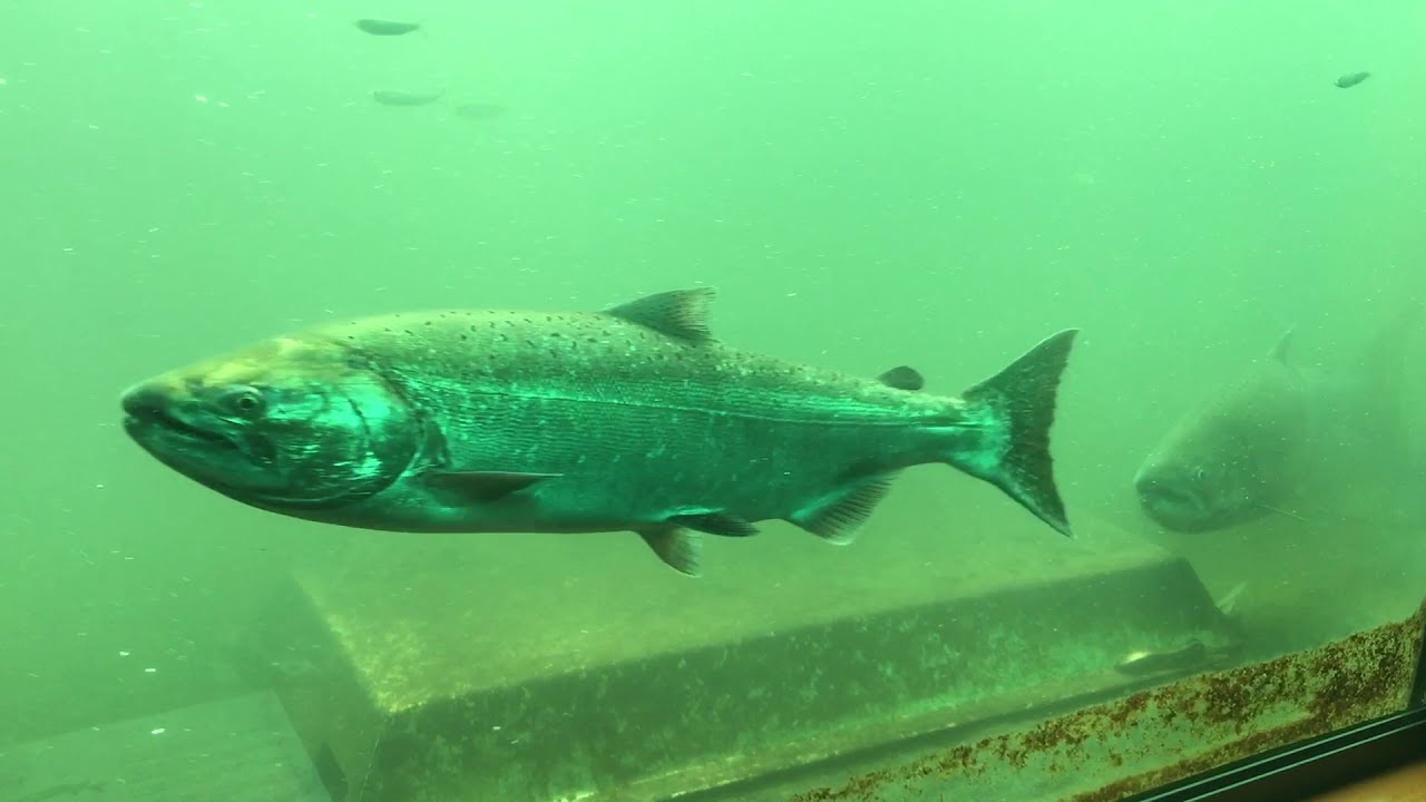 Bonneville Dam Fish Ladder September