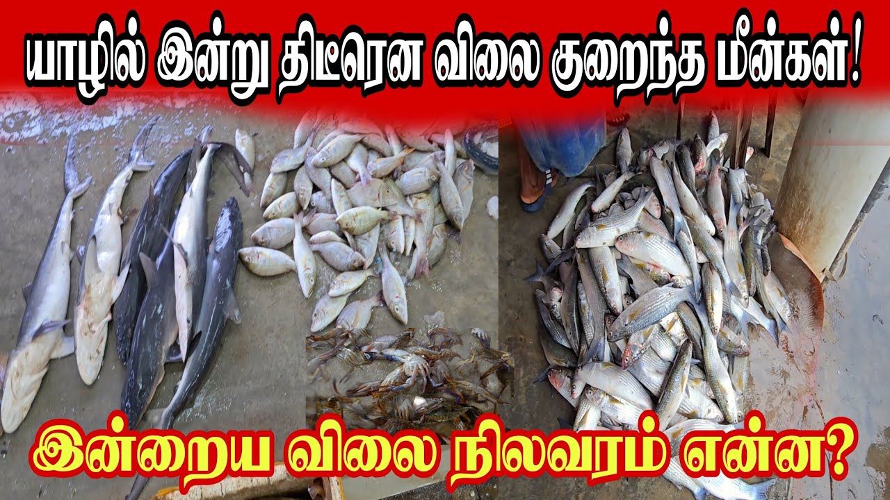 🔴யாழில் இன்று திடீரென விலை குறைந்த மீன்கள்! துடிக்க துடிக்க மீன்கள்! இன்றைய விலை என்ன! 