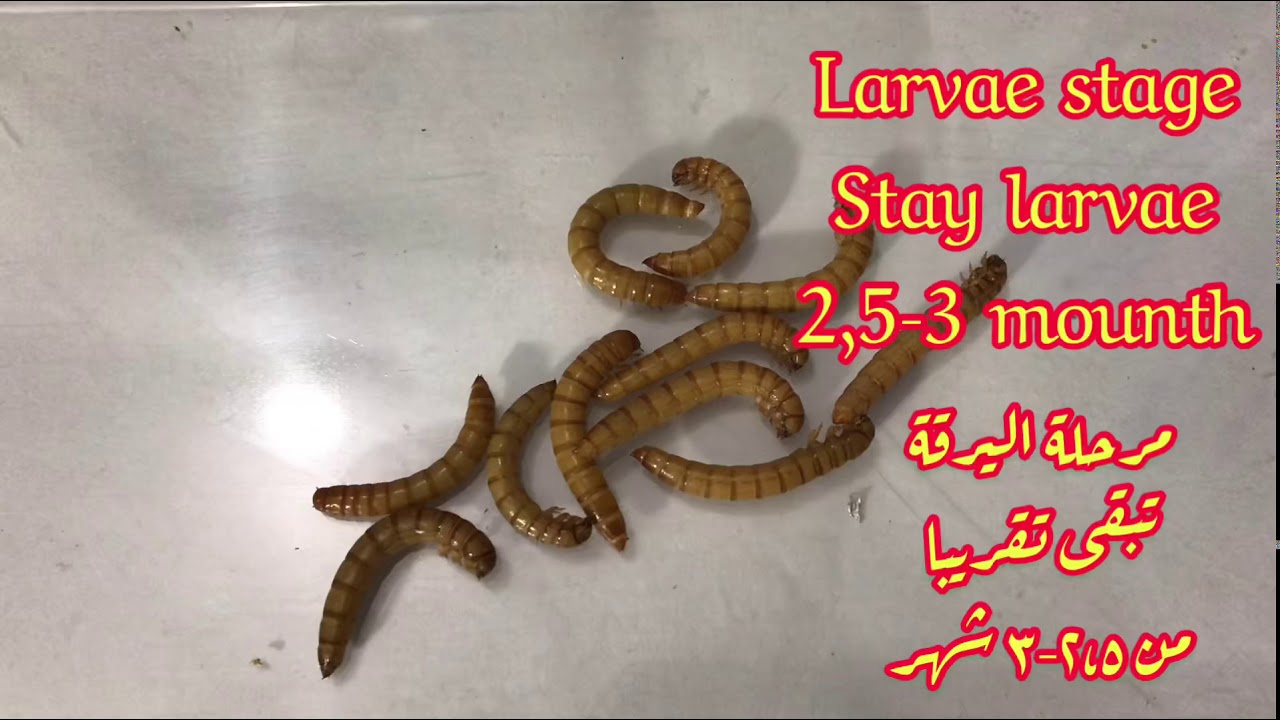 مراحل تطور دود القبابي وكل ما يتعلق بدورة الحياة lifecycle of mealworm