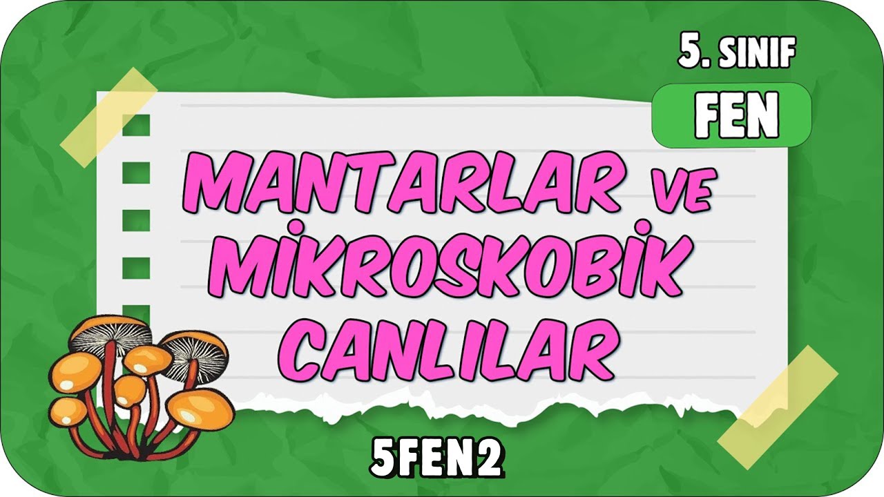 Canlılar Dünyası: Mantarlar ve Mikroskobik Canlılar 🦠 5. Sınıf Fen #2024