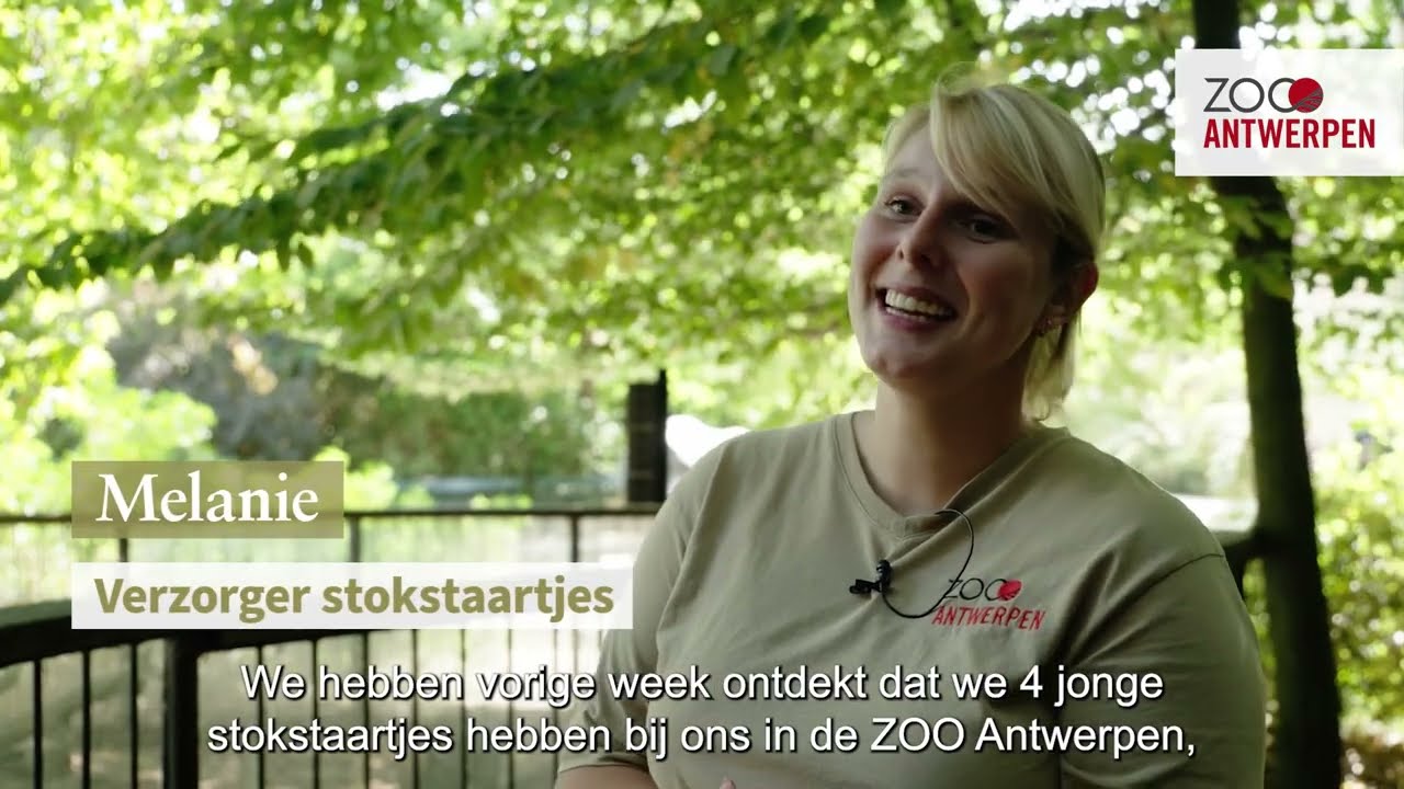 Vier stokstaartjes verrassen verzorgers in ZOO Antwerpen
