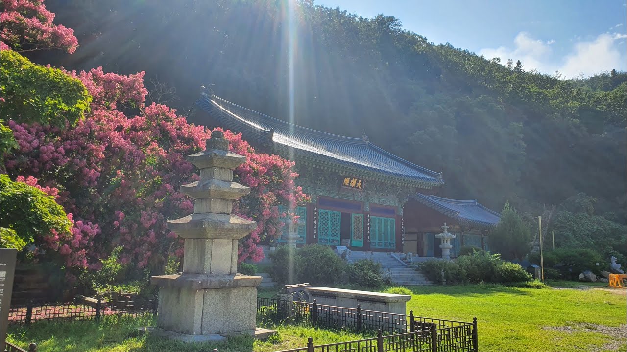 500년된 배롱나무꽃이 펴있는 영동 반야사. 절벽위 문수전은 꼭 들려 보세요