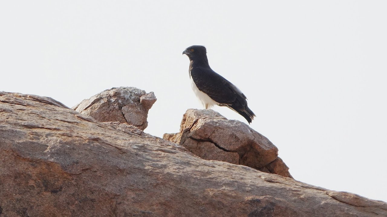 Birding Namibia August 2023 : part two