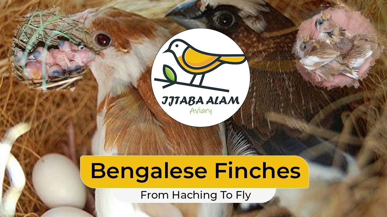 Bengalese finch breeding progress from hatching to fly | Society finch | Ijtaba Aviary