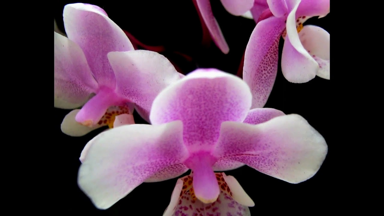 Beautiful Orchids