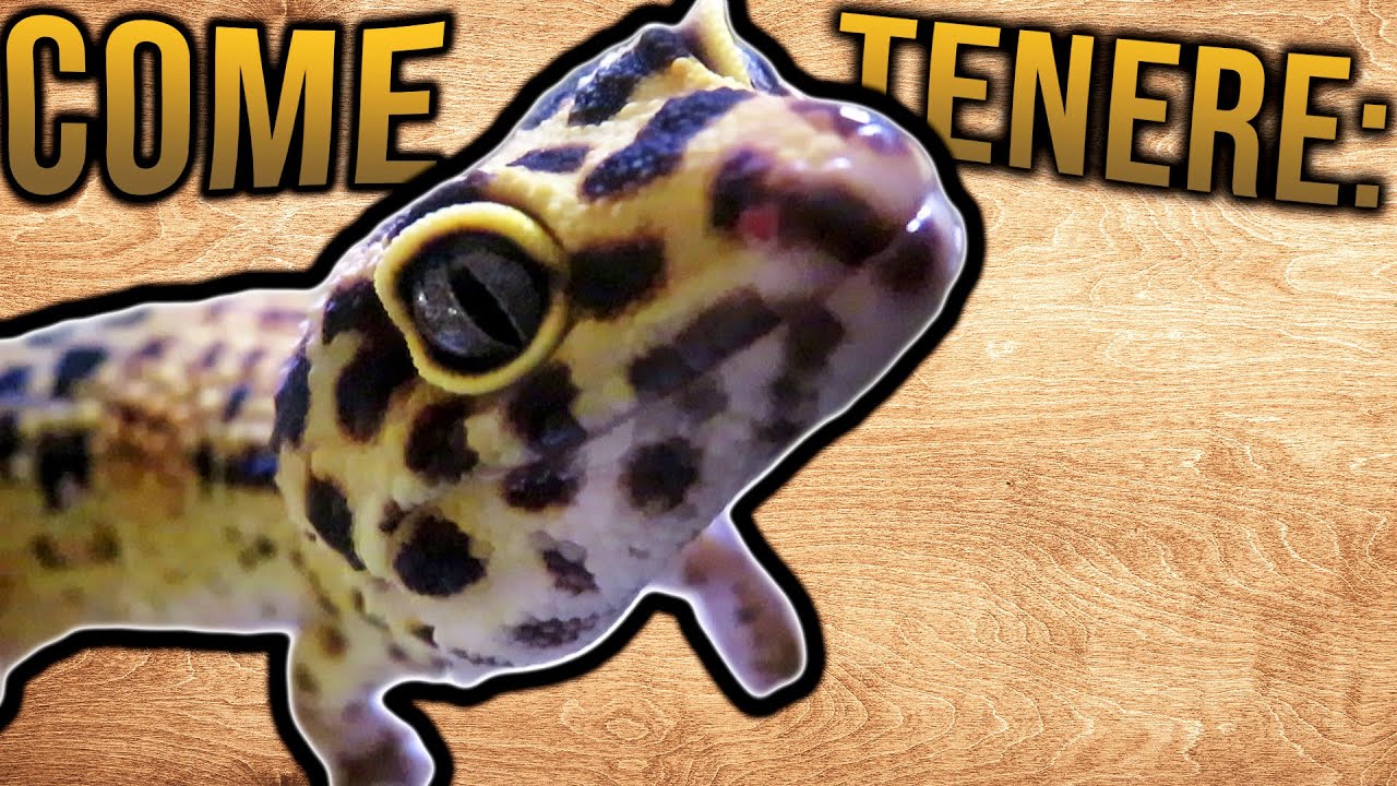 GUIDA ALLA CURA - GECO LEOPARDINO