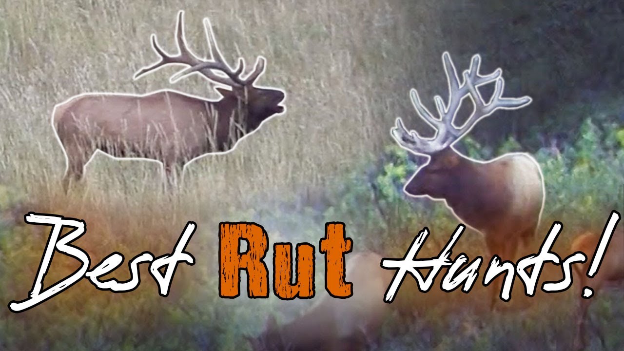 4 CRAZY Elk Hunts! Hunting the Rut Peak with Guy Eastman