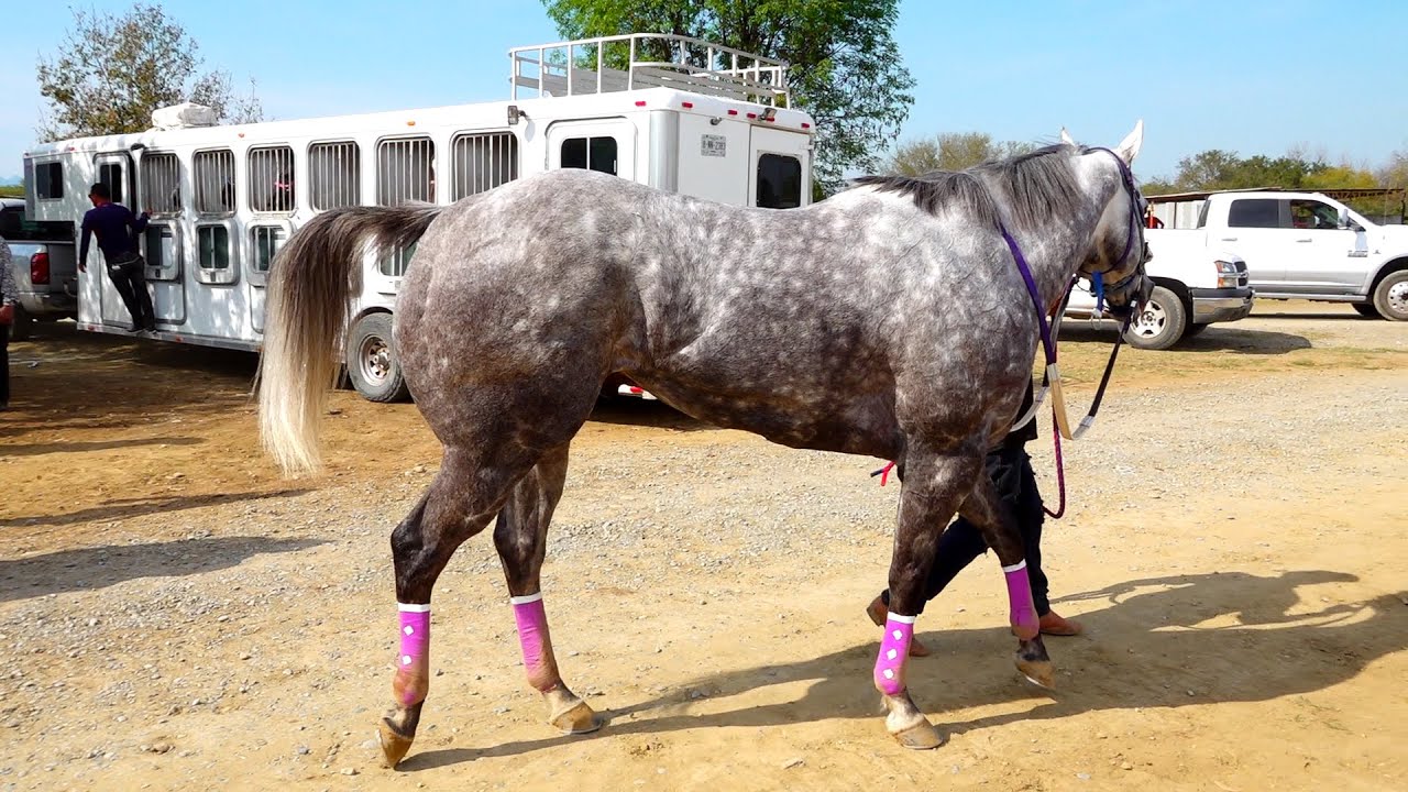 Carreras de caballos/EL MEXICANO VS EL PAJARO AZUL