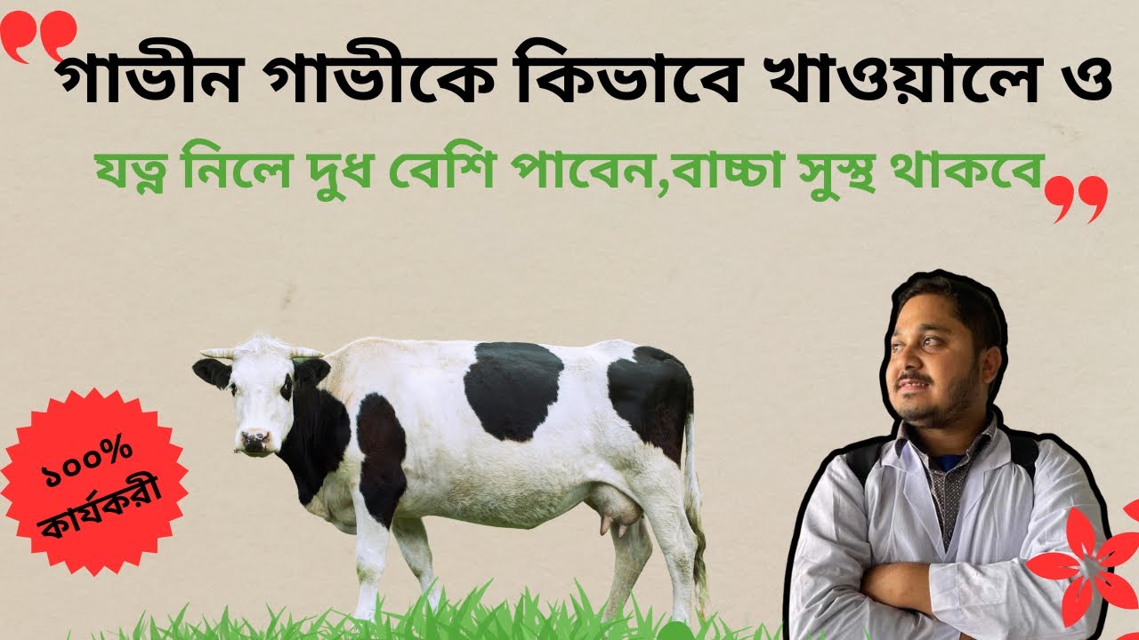গর্ভাবস্থায় গাভীর যত্ন| গাভীন গাভীর বকনা| দুগ্ধবতী গাভীর যত্ন| গাভীন বকনার যত্ন| ভিডিও-১২২|