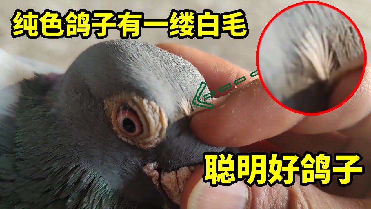 好鸽子的特征：鸽子脖颈处有根白毛真的是羽好鸽子吗？刚好我有几只这样的 